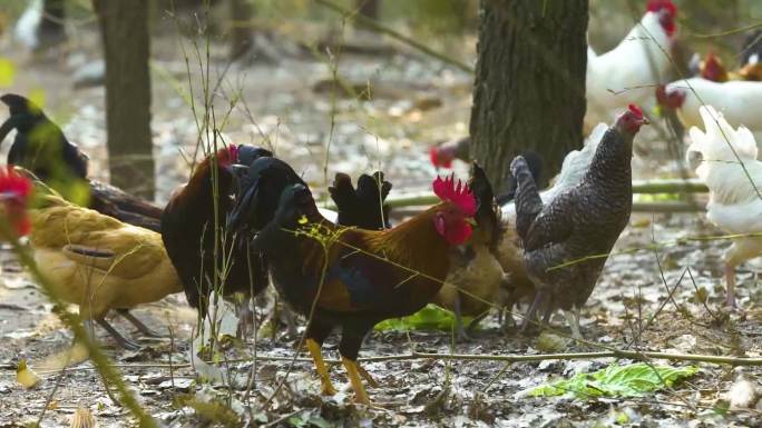 散养鸡 鸡群 树林里的鸡