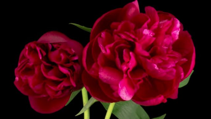 开启两朵美丽的红牡丹花的时光流逝