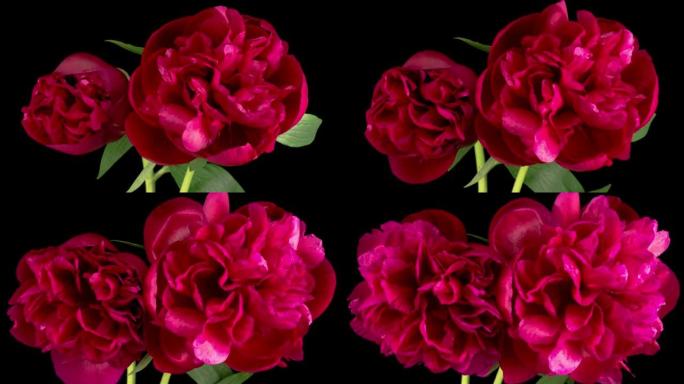 开启两朵美丽的红牡丹花的时光流逝