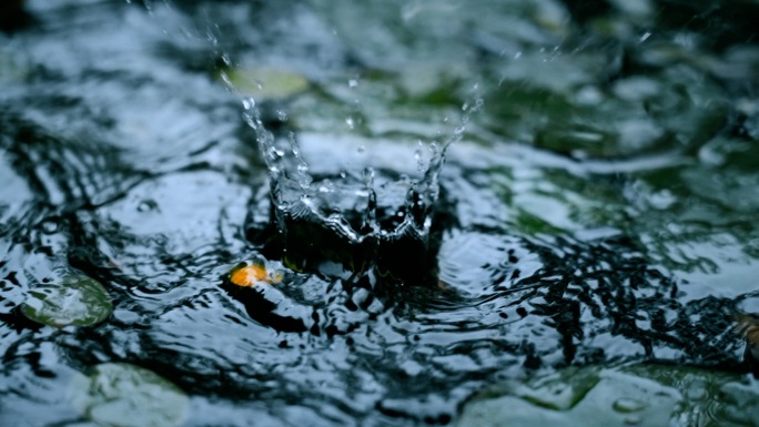 清明下雨滴水视频雨雨花水花雨花雨雨水节气