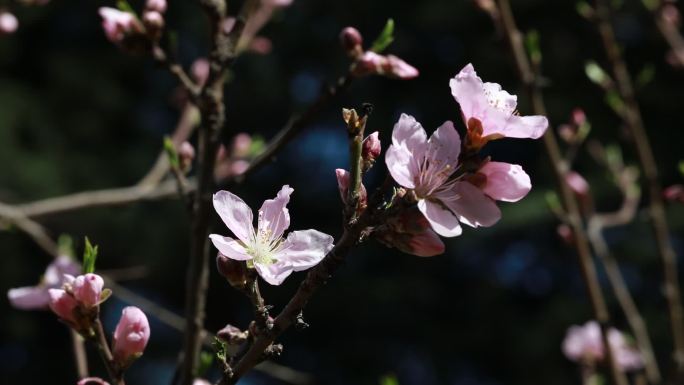春天的花  春日桃花
