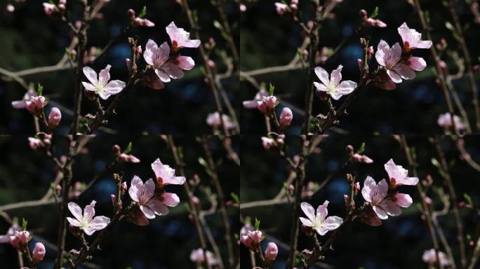 春天的花  春日桃花