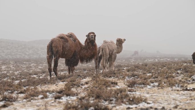 暴风雪 雪中骆驼 小骆驼 寒冷 恶略天气