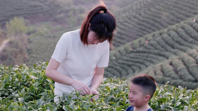 4K春天户外茶山妈妈和儿子采摘茶叶