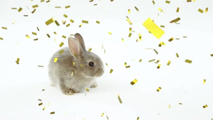 白色背景上金色五彩纸屑掉落的小可爱灰兔动画