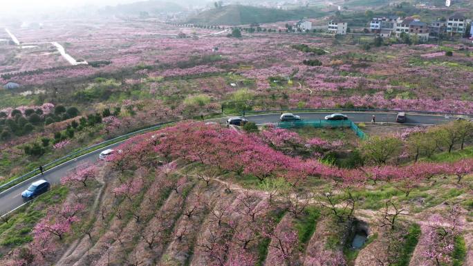 金华源东浙中桃花源踏青自驾旅行风光航拍