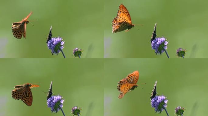 斑点蛾或土地测量员 (几何) 是蝴蝶的广泛家族。翅膀上的棕色斑点大小变化很大，有些标本看起来几乎是黄