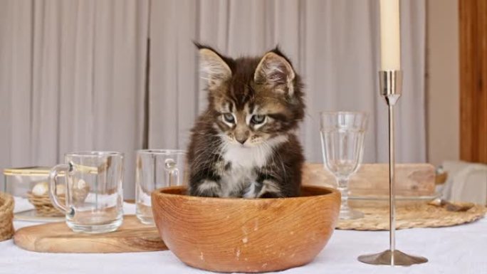 条纹灰色小猫躺在厨房桌子上的木盘子里。可爱的小灰猫观察。可爱的有趣的家庭宠物。家畜。4k