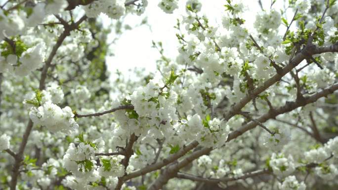 盛开的梨花、樱桃花、蜜蜂