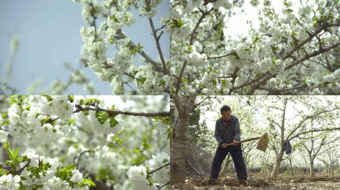 盛开的梨花、樱桃花、蜜蜂