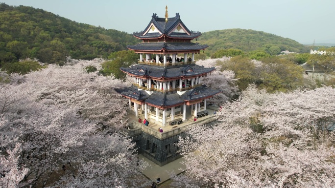 原创 江苏无锡太湖鼋头渚樱花谷航拍风光