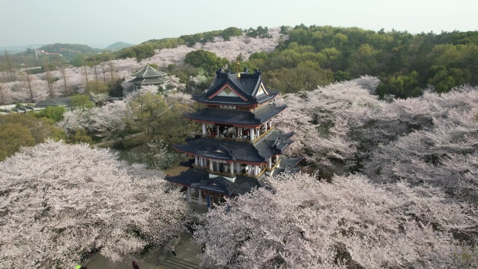 原创 江苏无锡太湖鼋头渚樱花谷航拍风光