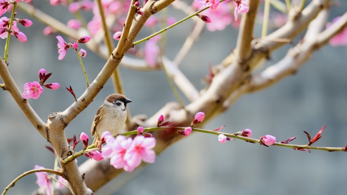 北京故宫花故宫春天花开花落高质量实拍