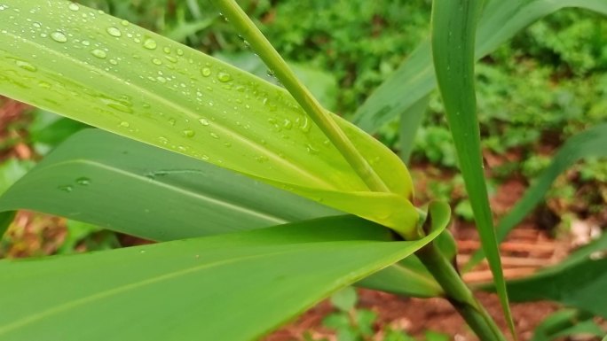 粽叶芦 野生粽叶芦野生植物粽叶芦苇 植物