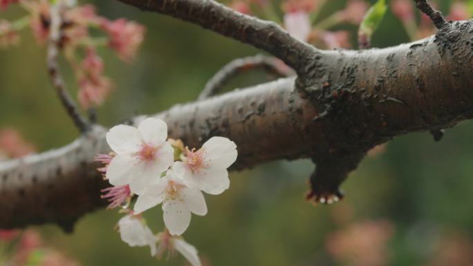 雨中樱花