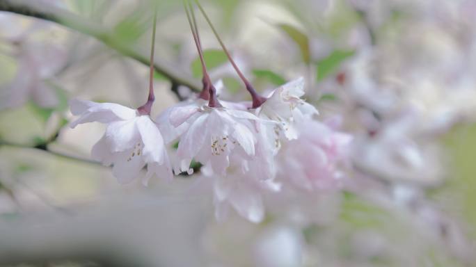 （8K）樱花花开花瓣飘落樱花树意境实拍