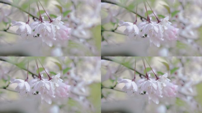 （8K）樱花花开花瓣飘落樱花树意境实拍