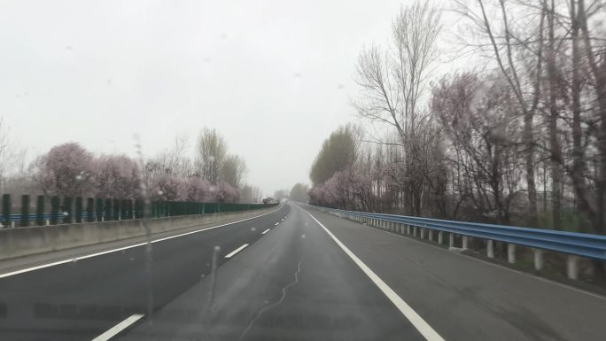 汽车行驶在两面桃花的公路上