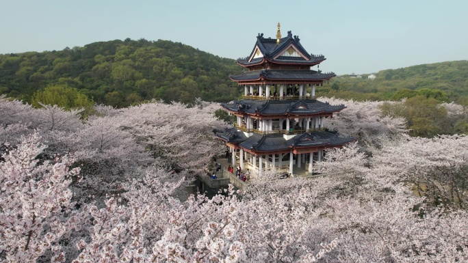 原创 江苏无锡太湖鼋头渚樱花谷航拍风光