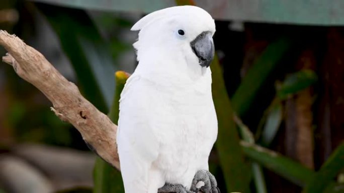 来自澳大利亚的白色或伞形凤头鹦鹉 (Cacatua alba) 在森林的树枝上进食。