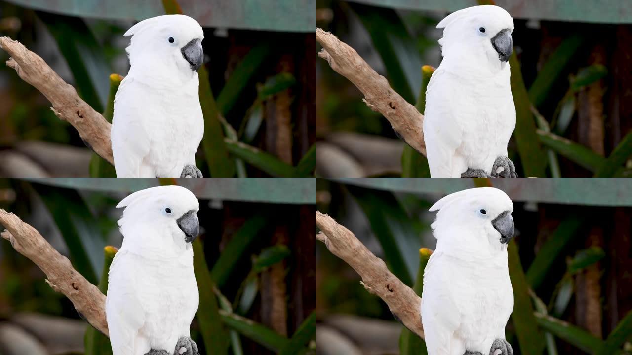 来自澳大利亚的白色或伞形凤头鹦鹉 (Cacatua alba) 在森林的树枝上进食。
