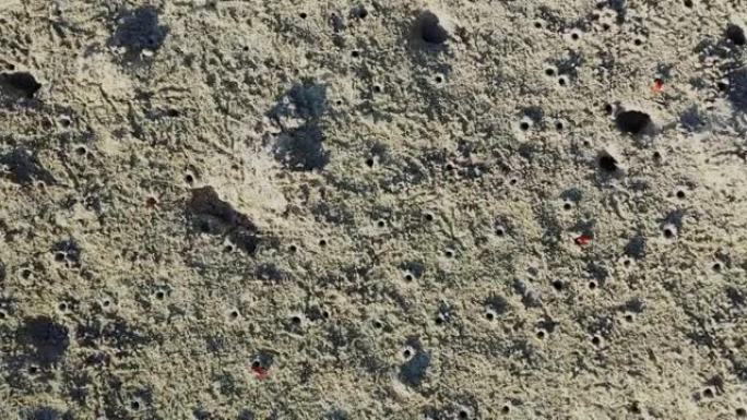 夏天，小红蟹藏在菲律宾薄荷岛的海滩上的细沙上，朝向卡门。