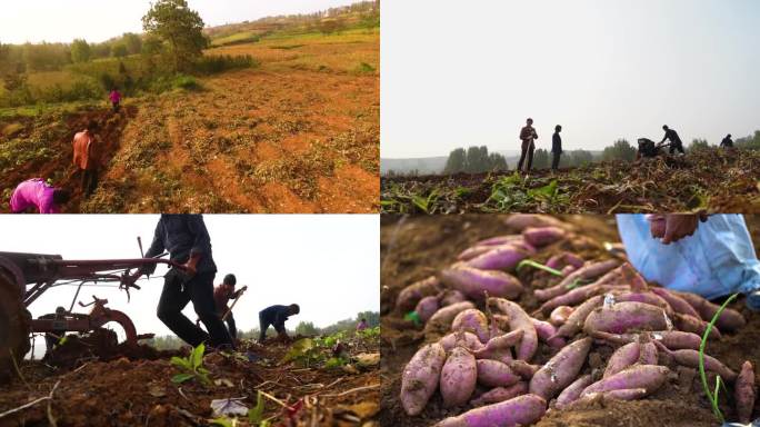 农村红薯收获、拖拉机、耕地