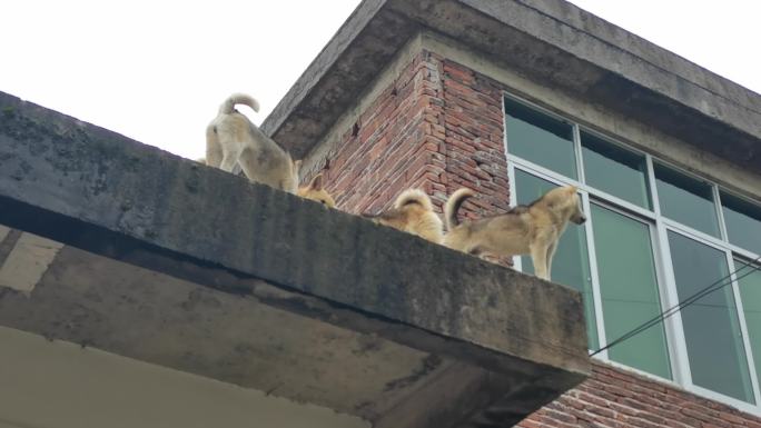 农村土狗看家护院