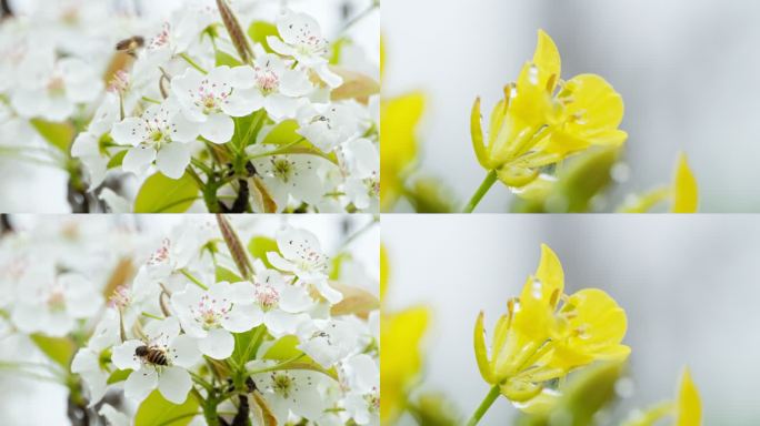 白花黄花蜜蜂实拍镜头