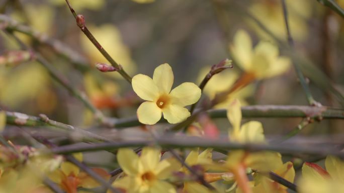 迎春花 春天 蜜蜂采蜜