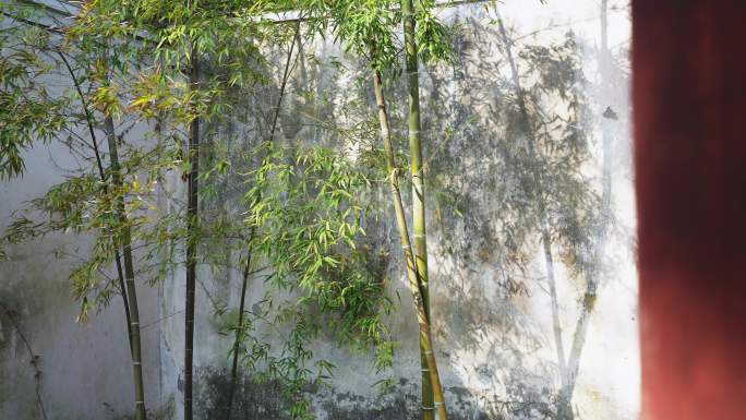 苏州园林内的竹子