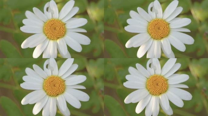 爱沙尼亚的白花与黄萼片