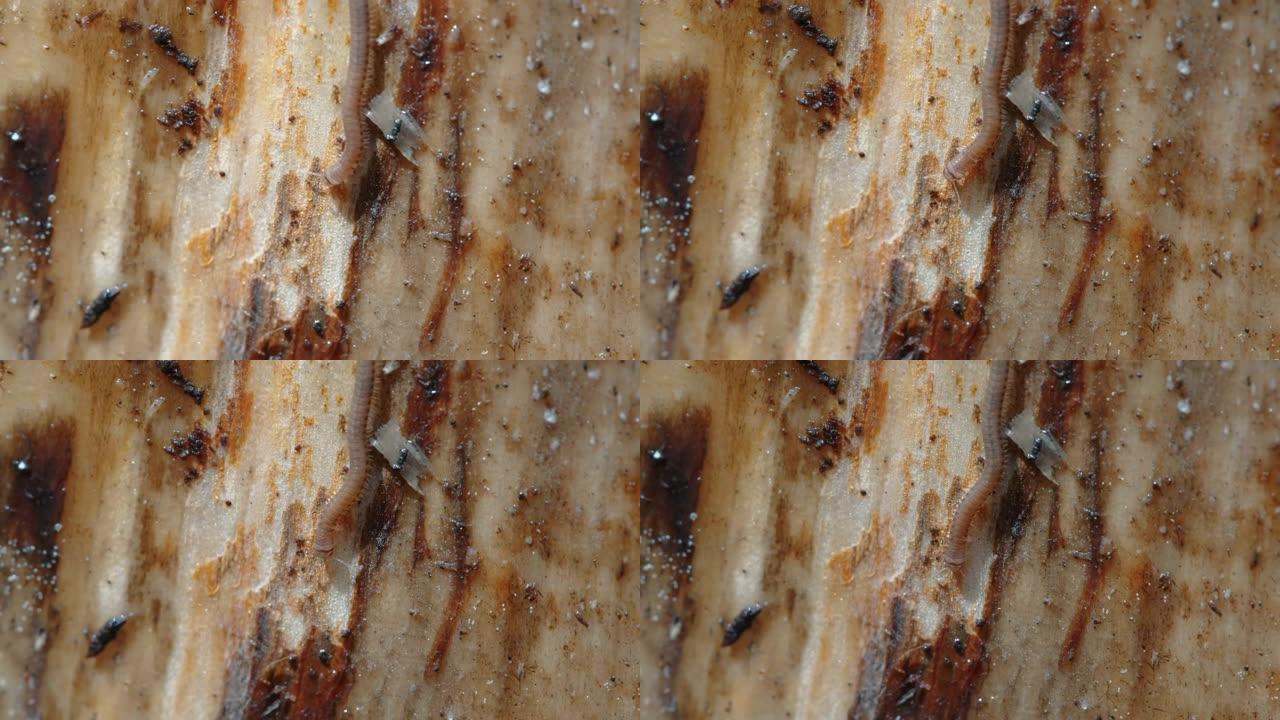 爱沙尼亚树皮上爬行的棕色蜈蚣