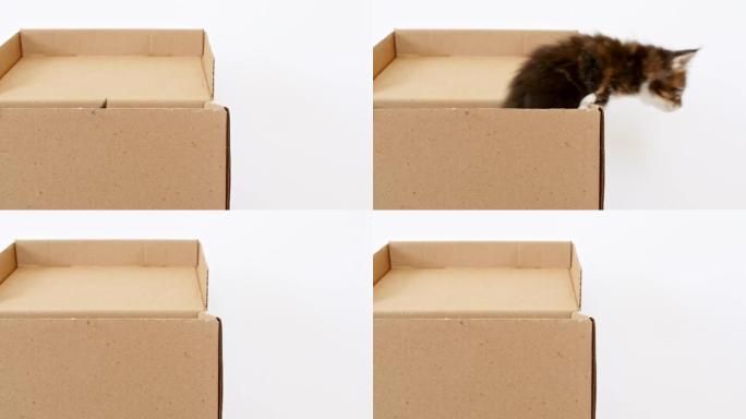 纸箱里的4k条纹灰色小猫。猫躲在盒子里跳