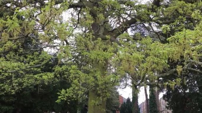 火鸡橡树 (栎树)-树枝、叶子和雄花