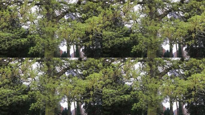 火鸡橡树 (栎树)-树枝、叶子和雄花