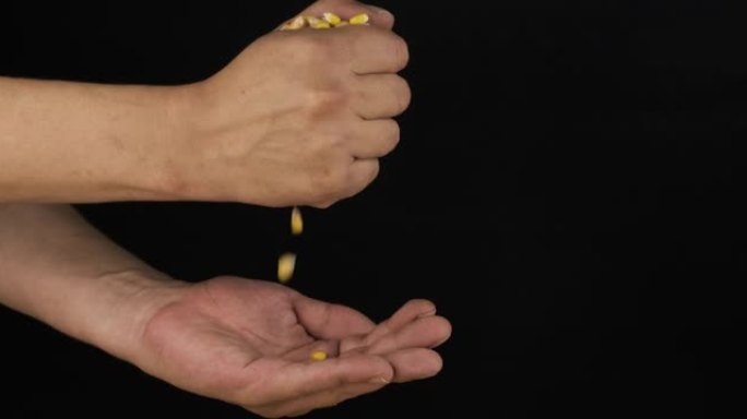 人的手握住并将一堆玉米种子倒在手掌中。