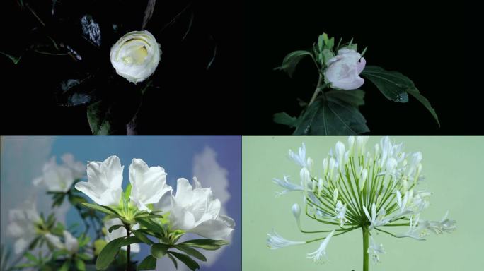 延时拍摄 14种白色花朵 延时摄影 合辑
