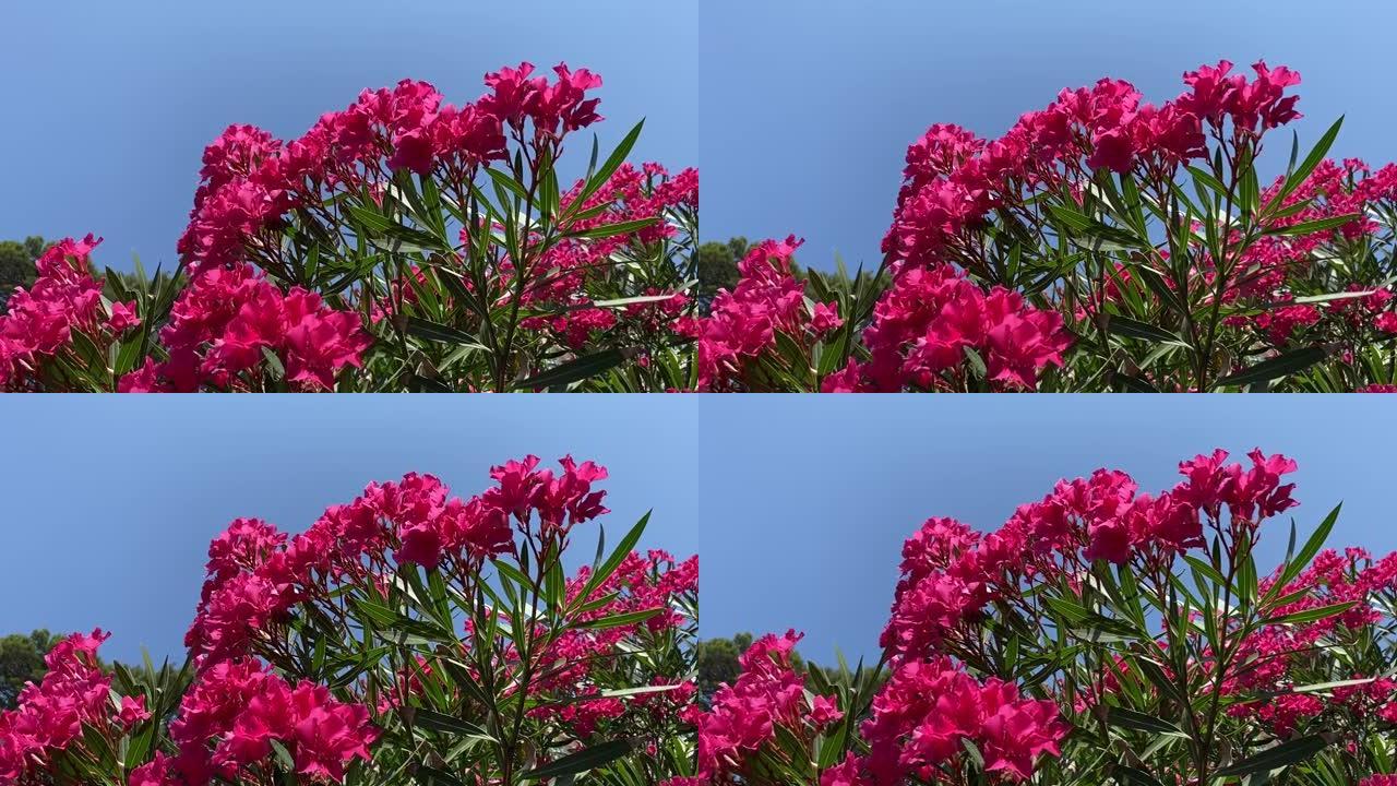 粉色夹竹桃杜鹃花在湛蓝的夏日天空下。美丽明亮的夹竹桃灌木丛在热带花园中抵御蓝色的天堂。