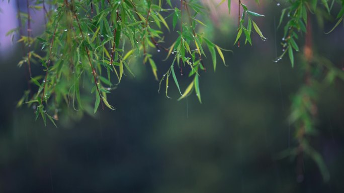 清明雨水