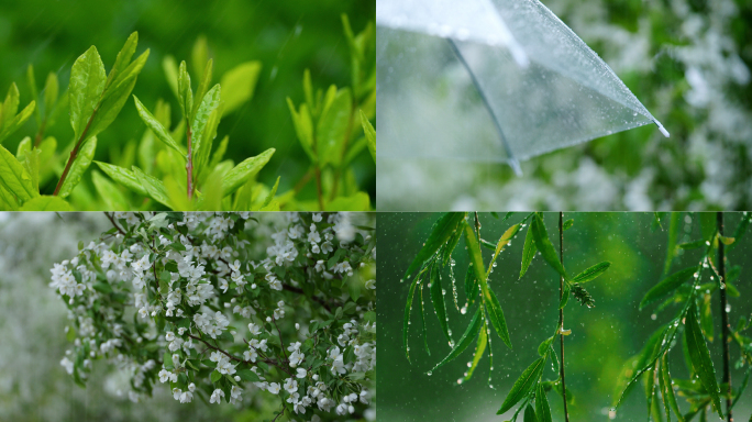 谷雨节气 下雨 雨 小清新雨景空镜