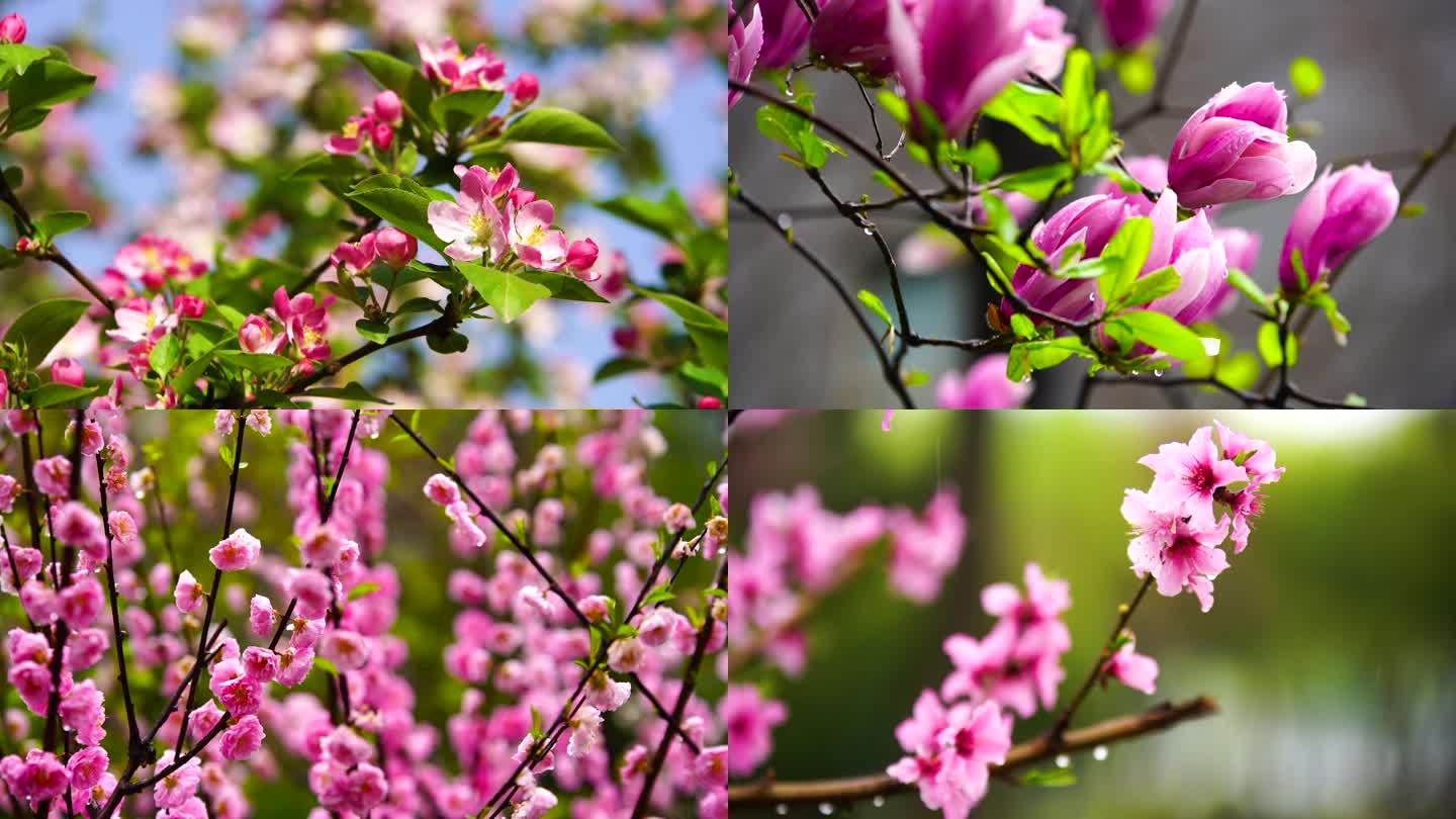 春天各种花盛开多镜头组合升格拍摄