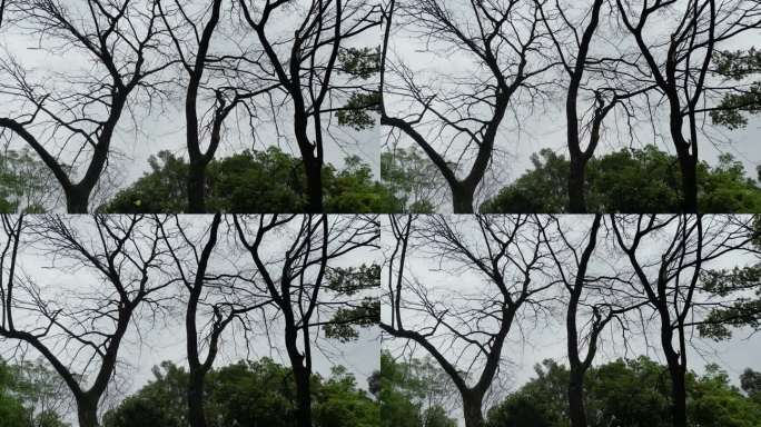 老人健身  老年运动羽毛球