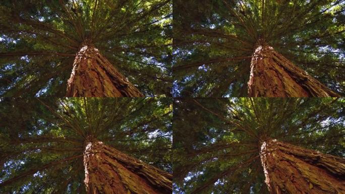 大红杉树。红杉的地面视图。树旋转。