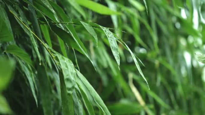 热带雨季绿竹叶滴落的雨滴