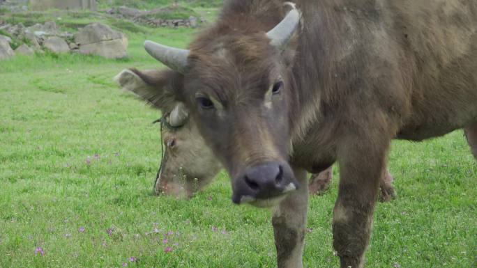 （原创实拍可商用）10组水牛吃草镜头
