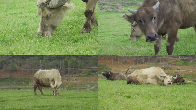 （原创实拍可商用）10组水牛吃草镜头