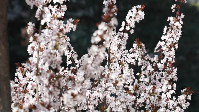 春天的花  春日桃花