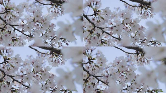（8K）樱花花开花瓣飘落樱花树意境实拍