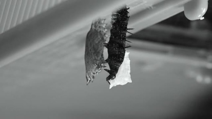 黑白视频蛹从孔雀毛虫出来